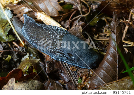 Black slug - Arion vulgaris - in it's natural environment 95145791