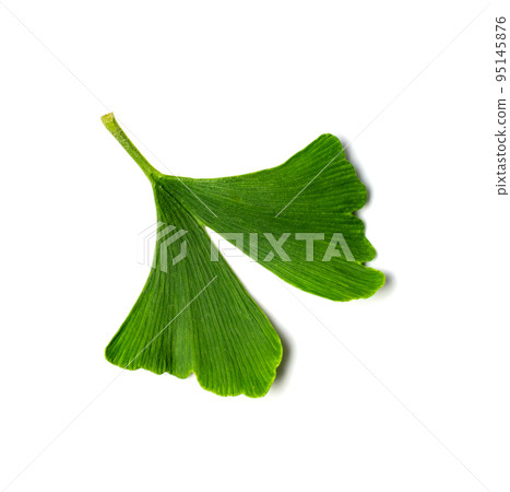 Ginkgo Biloba Leaves Ginkgo Biloba Leaves 95145876
