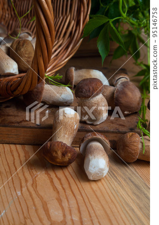 Selective focus on beautyfull porcini mushroom among the pile of wild porcini mushrooms on wooden background at autumn season.. Selective focus on beautyfull porcini mushroom among the pile of wild porcini mushrooms on wooden background at autumn season.. 95146758