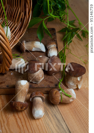 Pile of wild porcini mushrooms on wooden background at autumn season.. Pile of wild porcini mushrooms on wooden background at autumn season.. 95146759