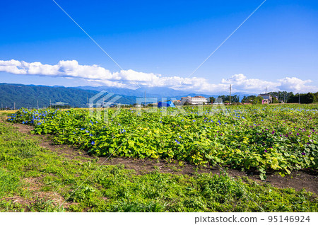 Minowa Town Heavenly Blue in the Kamifuruta area 95146924