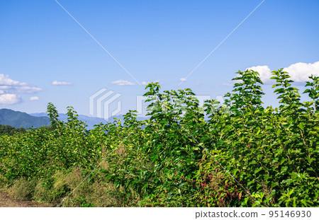 Autumn sky and mulberry fields, Minowa-cho 95146930