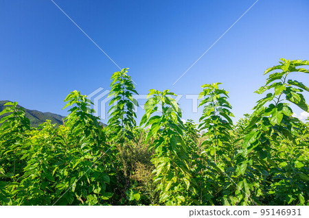 Blue sky and mulberry leaves Minowa-cho Blue sky and mulberry leaves Minowa-cho 95146931