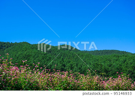 Blooming red buckwheat and mountains 95146933