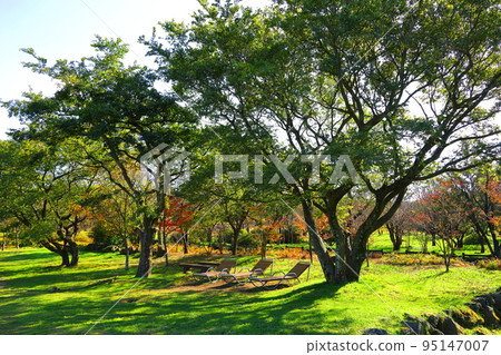 Halla Ecological Forest, Halla Mountain, Autumn, Maple Leaves, Park, Ecology, Nature, Clean, Lake, Fallen Leaves, Halla Ecological Forest, Halla Mountain, Autumn, Maple Leaves, Park, Ecology, Nature, Clean, Lake, Fallen Leaves, 95147007