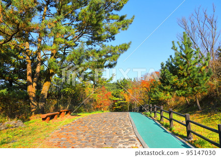 Halla Ecological Forest, Halla Mountain, Autumn, Maple Leaves, Park, Ecology, Nature, Clean, Lake, Fallen Leaves, Halla Ecological Forest, Halla Mountain, Autumn, Maple Leaves, Park, Ecology, Nature, Clean, Lake, Fallen Leaves, 95147030