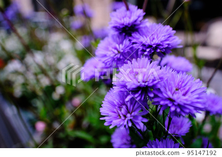 開花在花壇的紫色紫菀花 95147192