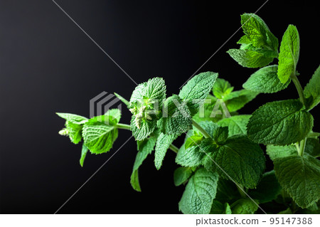 Fresh mint on a dark background. Fresh mint on a dark background. 95147388
