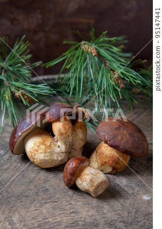 A lot of Imleria Badia or Boletus badius mushrooms commonly known as the bay bolete on vintage wooden background.. A lot of Imleria Badia or Boletus badius mushrooms commonly known as the bay bolete on vintage wooden background.. 95147441