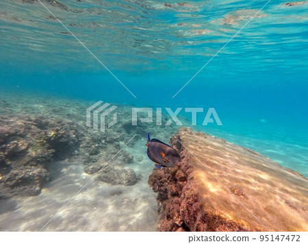 Surgeon fish or sohal tang fish (Acanthurus sohal) at the Red Sea coral reef.. 95147472