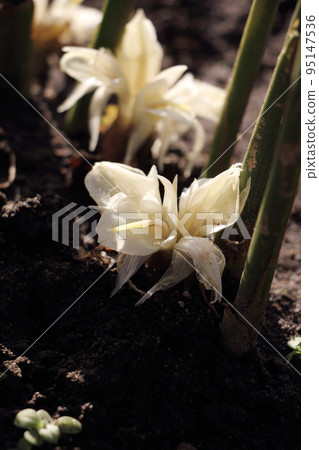  minga之花 95147536