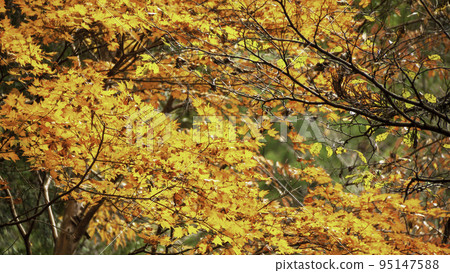 Maple leaves (landscape size 16:9) Maple leaves (landscape size 16:9) 95147588