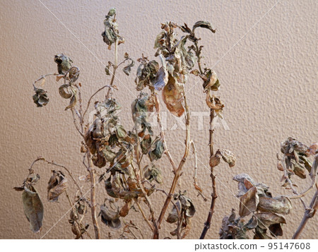 陽台花園裡枯萎的羅勒 95147608