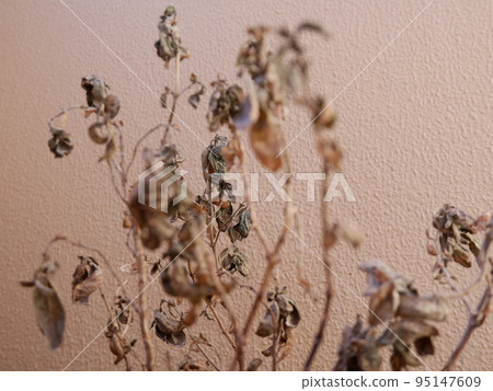 陽台花園裡枯萎的羅勒 95147609