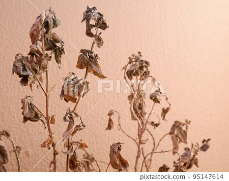 Basil withered in the balcony garden 95147614