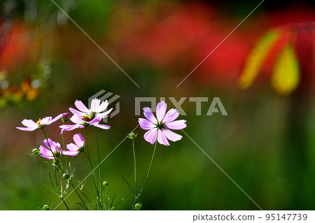 Cosmos Cosmos 95147739