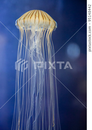 [福井縣堺市，越前松島水族館，6月]漂浮在水中的紅色水母 95148442