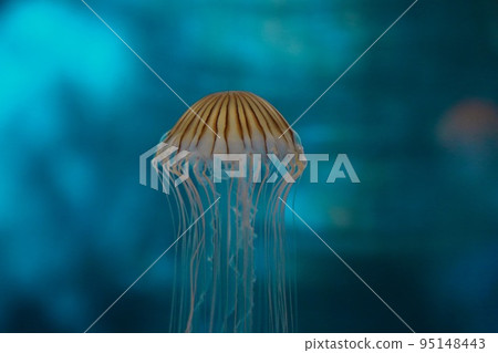 [福井縣堺市，越前松島水族館，6月]漂浮在水中的紅色水母 95148443