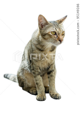 Thai kitten Cute small domestic cat, focus selective Thai kitten Cute small domestic cat, focus selective 95149166