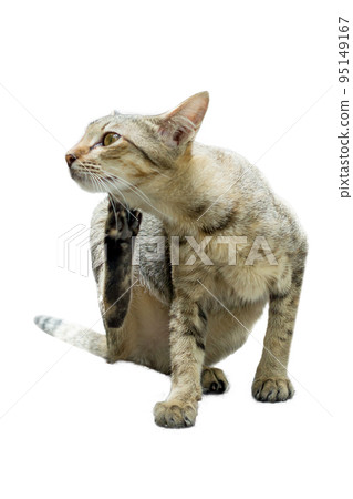 Thai kitten Cute small domestic cat, focus selective Thai kitten Cute small domestic cat, focus selective 95149167