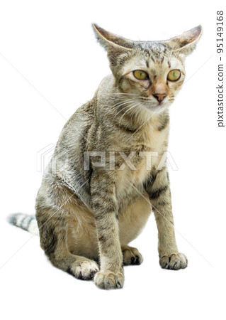 Thai kitten Cute small domestic cat, focus selective Thai kitten Cute small domestic cat, focus selective 95149168