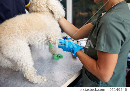 Veterinarian team preparing dog for surgery on operating table Veterinarian team preparing dog for surgery on operating table 95149346