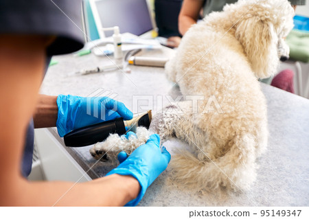Veterinarian shaving a dog before treatment. doctor at the animal clinic with an anesthetized dog. Veterinarian shaving a dog before treatment. doctor at the animal clinic with an anesthetized dog. 95149347