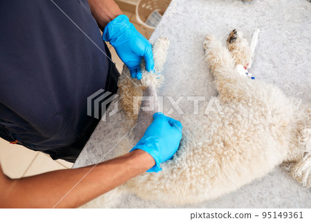 Veterinarian shaving a dog before treatment. doctor at the animal clinic with an anesthetized dog. 95149361
