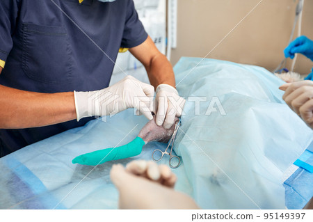 veterinary medical team performing an operation. spaying and neutering surgery of a domestic animal at the veterinary clinic 95149397
