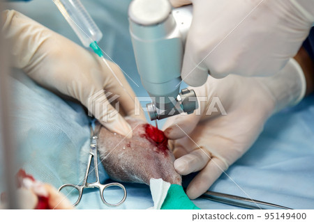 In a modern veterinary clinic, an operation is performed on an animal on the operating table in close-up. Veterinary clinic. 95149400