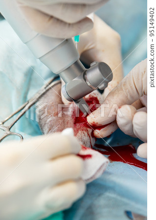 In a modern veterinary clinic, an operation is performed on an animal on the operating table in close-up. Veterinary clinic. In a modern veterinary clinic, an operation is performed on an animal on the operating table in close-up. Veterinary clinic. 95149402