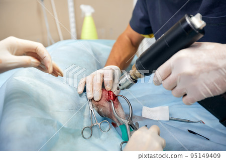 In a modern veterinary clinic, an operation is performed on an animal on the operating table in close-up. Veterinary clinic. In a modern veterinary clinic, an operation is performed on an animal on the operating table in close-up. Veterinary clinic. 95149409