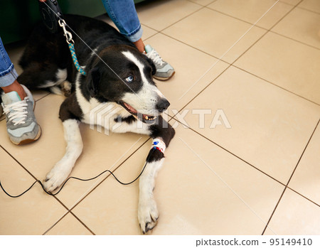 A sick dog lies under a dropper at home. Therapeutic dropper for the large dog A sick dog lies under a dropper at home. Therapeutic dropper for the large dog 95149410