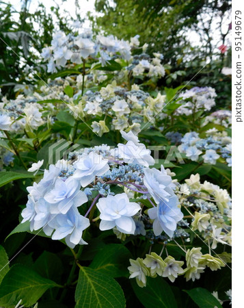 英式花園繡球花 英式花園繡球花 95149679