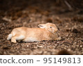 Rabbit  95149813