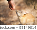 Rabbit  95149814