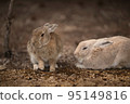 Rabbit  95149816