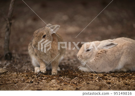 一隻兔子 95149816