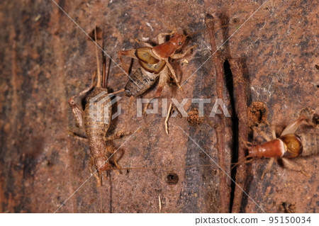 Creatures, insects, snails, breeding behavior. A male appeals to a female by shaking his short wings and making a small sound. Creatures, insects, snails, breeding behavior. A male appeals to a female by shaking his short wings and making a small sound. 95150034