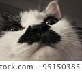 White and black cat 95150385
