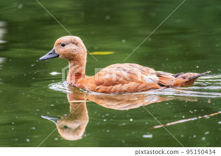 Ruddy Shelduck, or red duck, lat. Tadorna ferruginea, swimming on a lake. Ruddy Shelduck, or red duck, lat. Tadorna ferruginea, swimming on a lake. 95150434