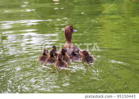 Female Tufted duck swims with her ducklings in green lake 95150443