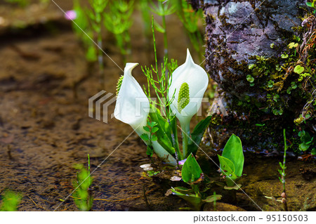 Water Basho Water Basho 95150503