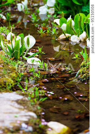 Water Basho Water Basho 95150508