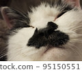 Cat looking a little sleepy 95150551