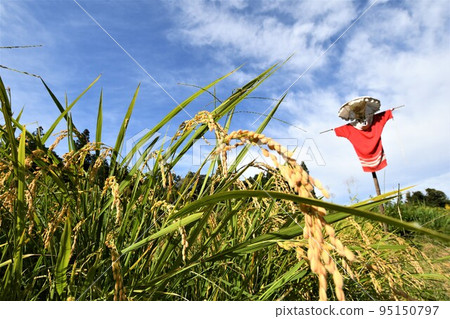 Harvest in autumn Rice hanging scenery 95150797