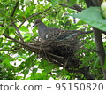 A pigeon nesting in a tree branch 95150820