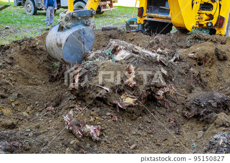 Tree roots were cut down be removed by bulldozer in order to clear large piece land that had been cleared trees. Tree roots were cut down be removed by bulldozer in order to clear large piece land that had been cleared trees. 95150827