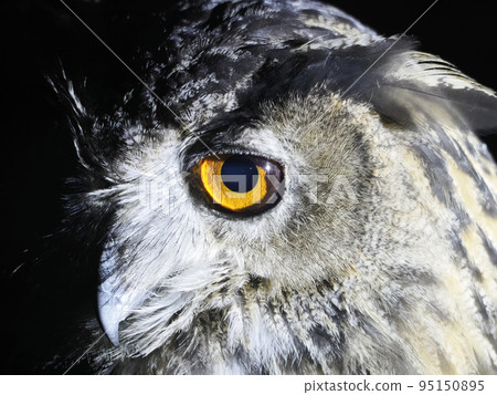 owl portait isolated on black loking at you owl portait isolated on black loking at you 95150895