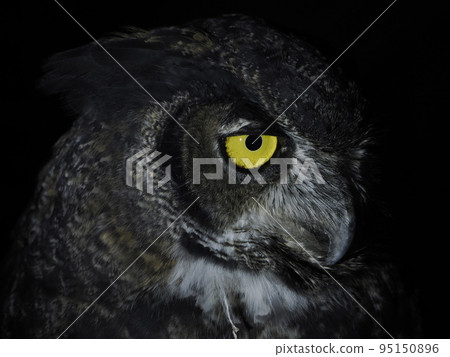 owl portait isolated on black loking at you 95150896